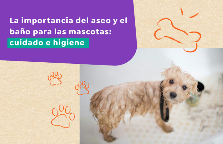 La importancia del aseo y el baño para las mascotas: cuidado e higiene