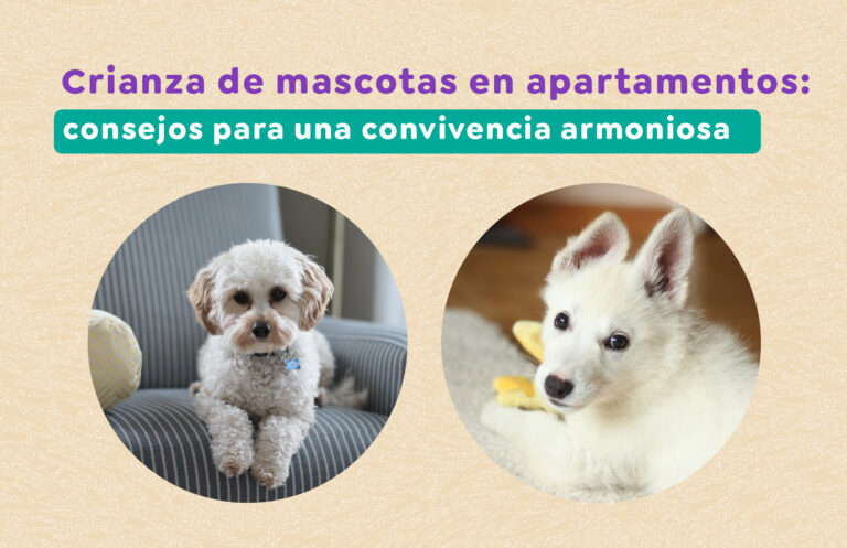 Crianza de mascotas en apartamentos: consejos para una convivencia armoniosa