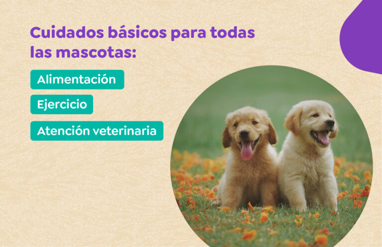 Cuidados básicos para todas las mascotas: alimentación, ejercicio y atención veterinaria