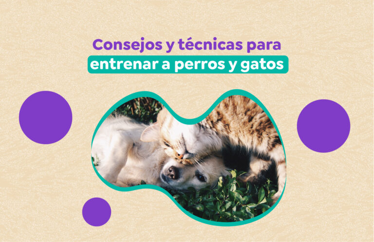 Consejos y técnicas para entrenar a perros y gatos