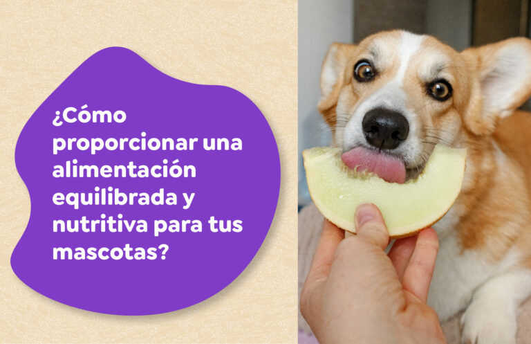 Cómo proporcionar una alimentación equilibrada y nutritiva para tus mascotas